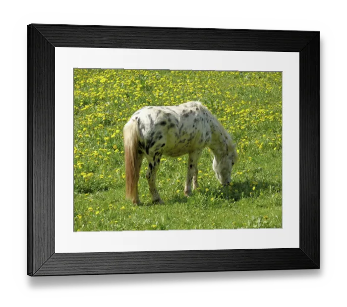 Framed Print : Pony, horse, mammal, riding horse Framed Print : Pony, horse, mammal, riding horse