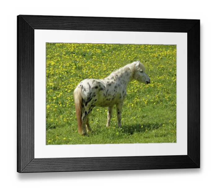 Framed Print : Pony, horse, mammal, riding horse