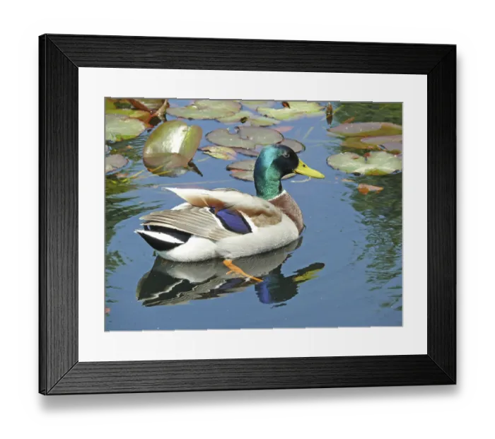 Framed Print : Mallard, duck, ducks, water, pond