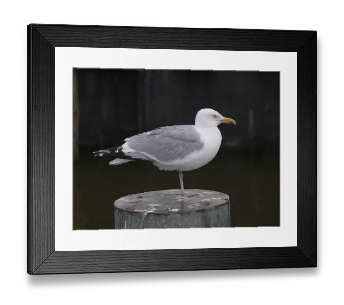 Framed Print : Herring gull, larus, argentatus Framed Print : Herring gull, larus, argentatus