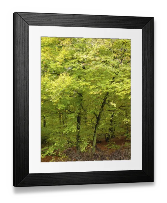 Framed Print : Forest, tree, trees, forest, nature
