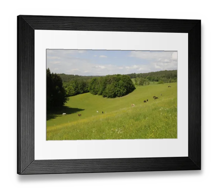 Framed Print : Horses, horse, pasture, paddock Framed Print : Horses, horse, pasture, paddock