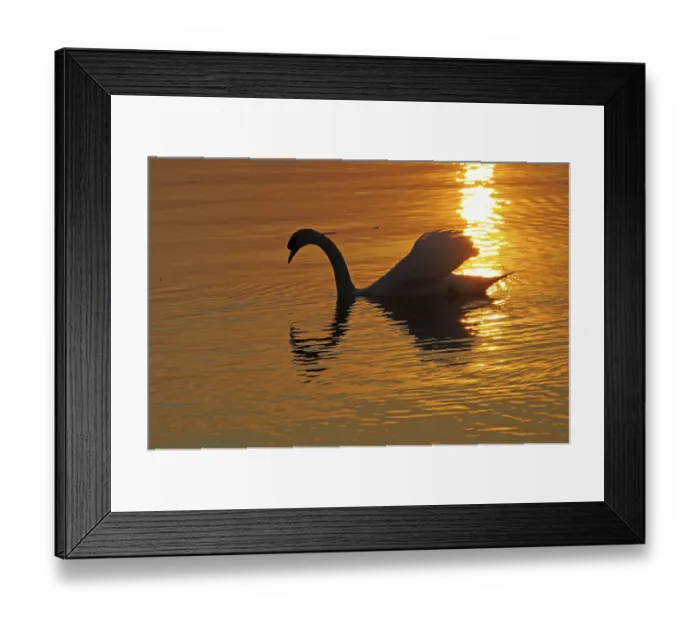 Framed Print : Swan, bird, sunset, evening sun