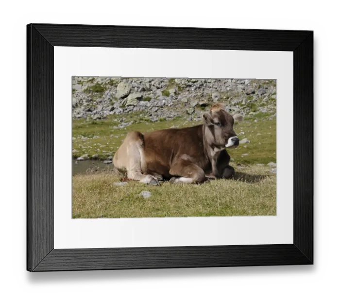 Framed Print : Cow, cow, mountain, mountains, Alps Framed Print : Cow, cow, mountain, mountains, Alps