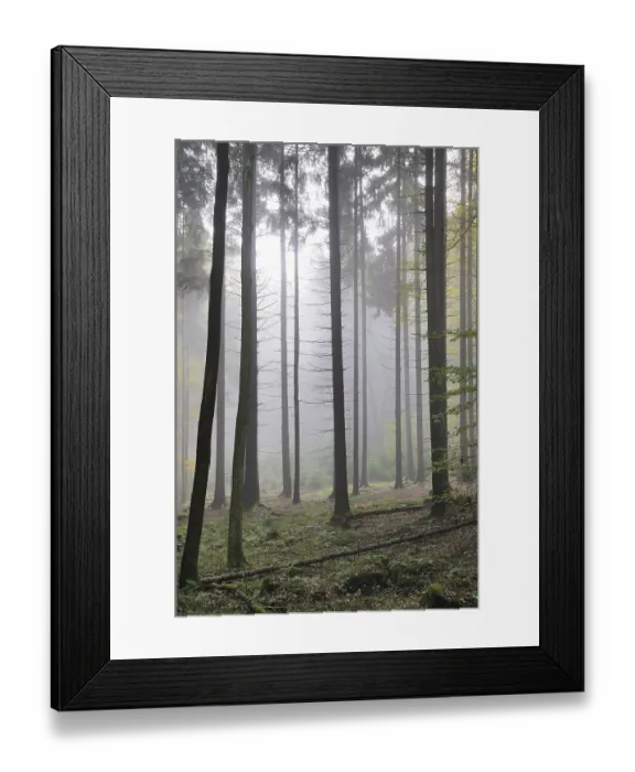 Framed Print : Fog, forest, mood, foggy, tree