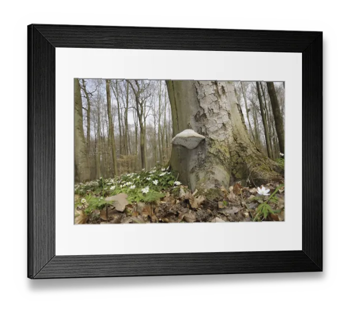 Framed Print : Tree mushroom, wood anemone, mushroom