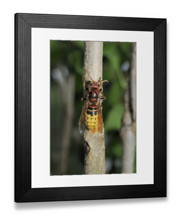 Framed Print : Hornet, wasp, vespa crabro, vespa Framed Print : Hornet, wasp, vespa crabro, vespa