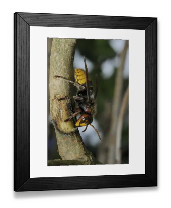 Framed Print : Hornet, wasp, vespa crabro, vespa Framed Print : Hornet, wasp, vespa crabro, vespa