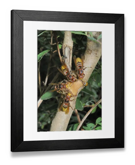 Framed Print : Hornet, wasp, vespa crabro, vespa