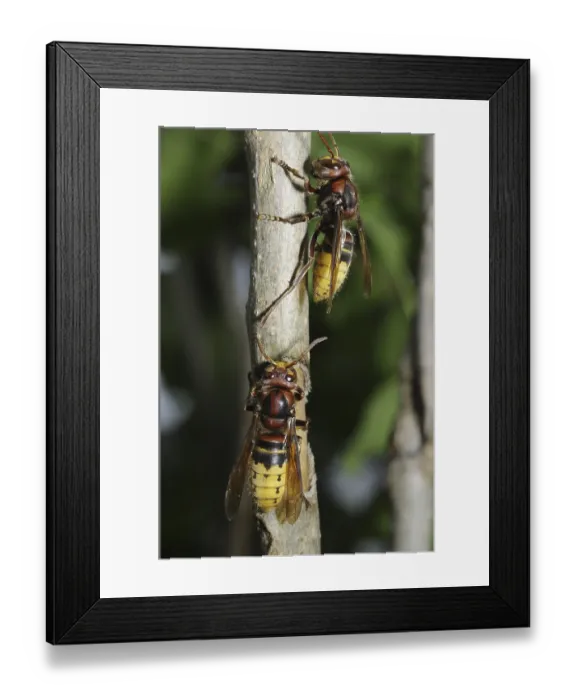 Framed Print : Hornet, wasp, vespa crabro, vespa