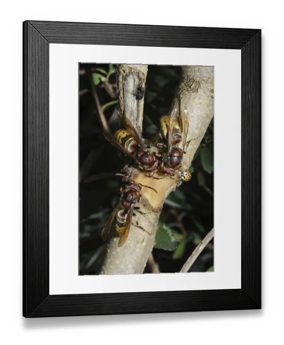 Framed Print : Hornet, wasp, vespa crabro, vespa Framed Print : Hornet, wasp, vespa crabro, vespa