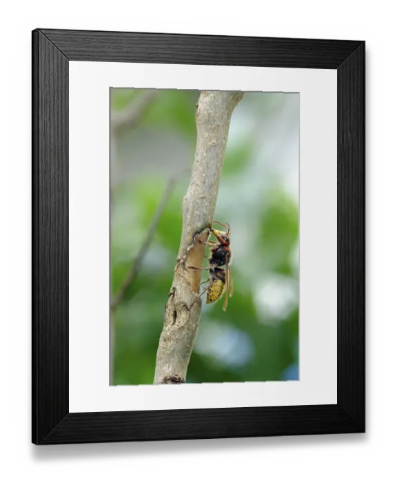 Framed Print : Hornet, wasp, vespa crabro, vespa