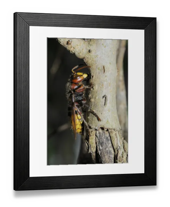 Framed Print : Hornet, wasp, vespa crabro, vespa