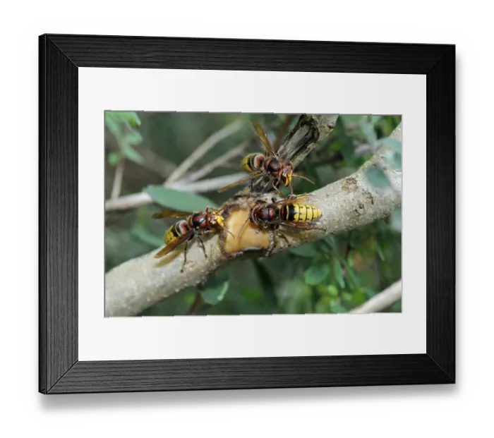 Framed Print : Hornet, wasp, vespa crabro, vespa