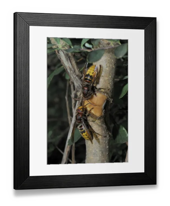 Framed Print : Hornet, wasp, vespa crabro, vespa Framed Print : Hornet, wasp, vespa crabro, vespa