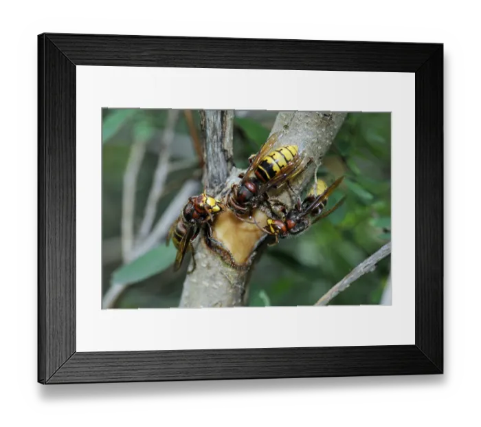 Framed Print : Hornet, wasp, vespa crabro, vespa