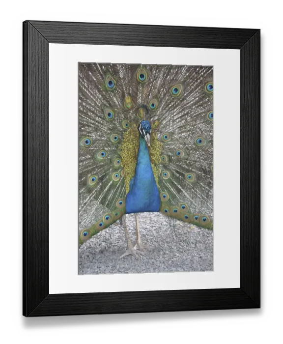 Framed Print : Peacock, rooster, wheel, wheel beating Framed Print : Peacock, rooster, wheel, wheel beating