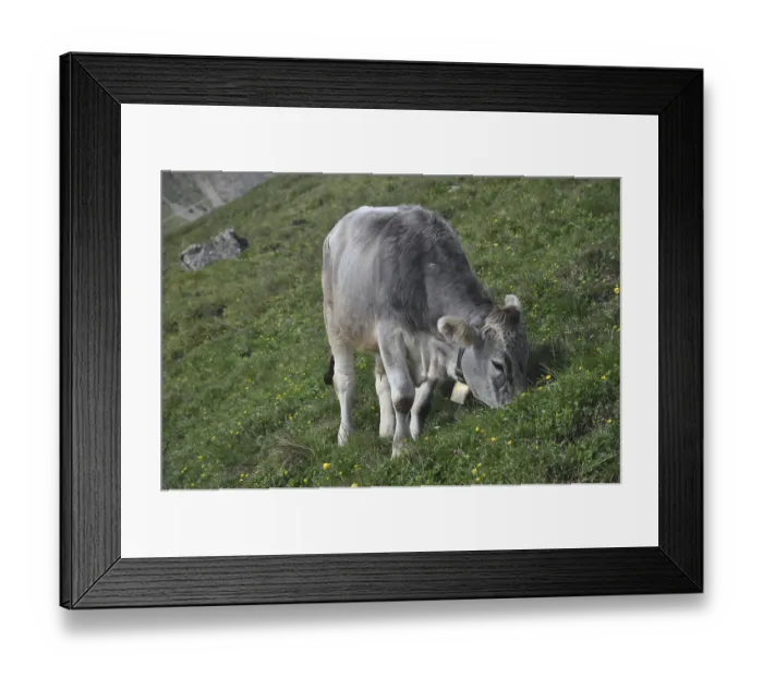 Framed Print : Cow, animal, farm animal, pasture
