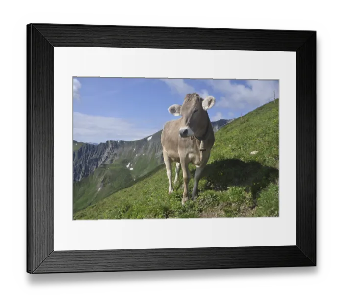 Framed Print : Cow, animal, farm animal, pasture