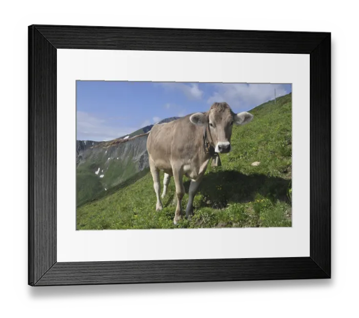 Framed Print : Cow, animal, farm animal, pasture Framed Print : Cow, animal, farm animal, pasture