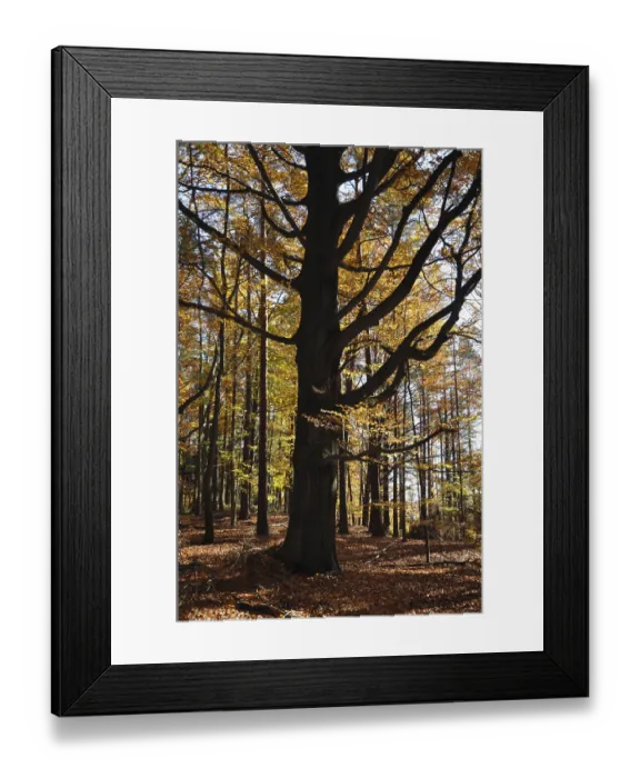 Framed Print : Beech, autumn, forest, tree, beech forest