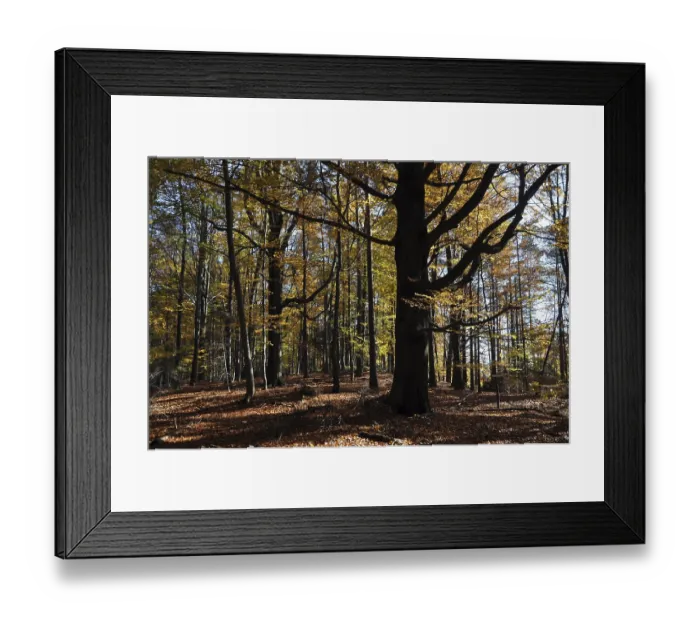 Framed Print : Beech, autumn, forest, tree, beech forest