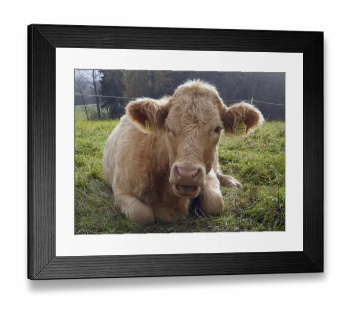 Framed Print : Cow, animal, farm animal, pasture