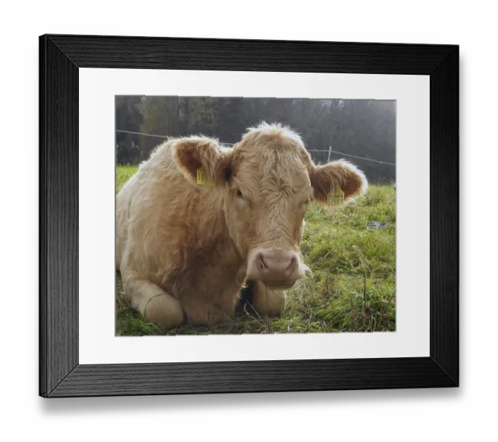 Framed Print : Cow, animal, farm animal, pasture
