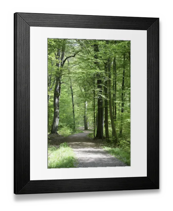 Framed Print : Path, forest path, forest, forest