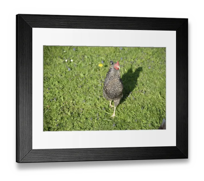 Framed Print : Chicken, bird, animal, chicken breeding Framed Print : Chicken, bird, animal, chicken breeding