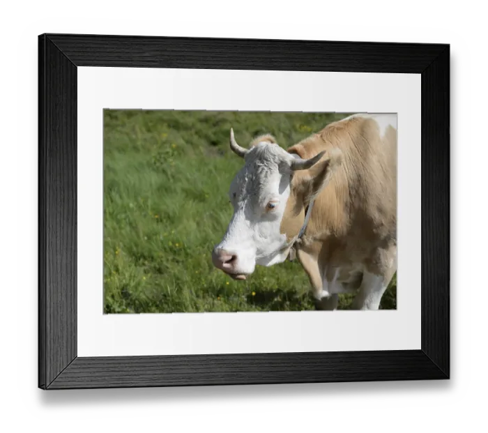 Framed Print : Cow, animal, farm animal, pasture Framed Print : Cow, animal, farm animal, pasture