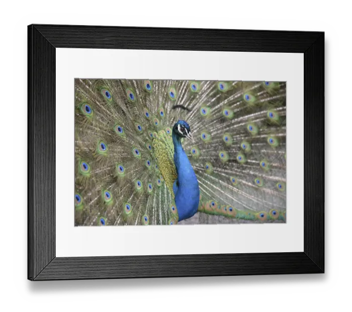Framed Print : Peacock, rooster, wheel, wheel beating Framed Print : Peacock, rooster, wheel, wheel beating