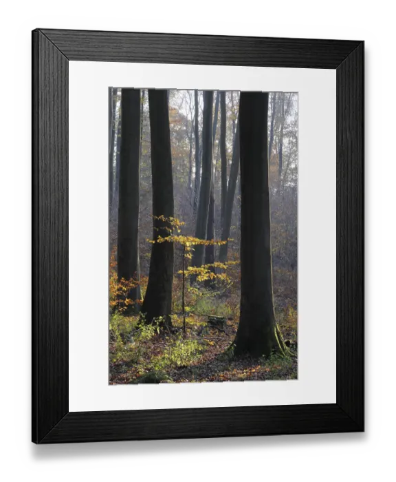 Framed Print : Autumn forest, tree, beech, beech forest