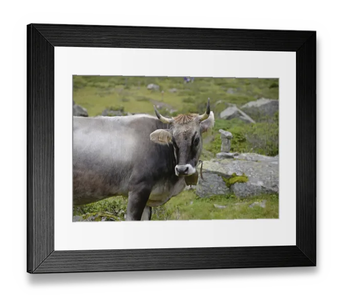 Framed Print : Cow, animal, farm animal, pasture Framed Print : Cow, animal, farm animal, pasture