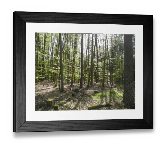 Framed Print : Spring forest, forest, nature, beech Framed Print : Spring forest, forest, nature, beech