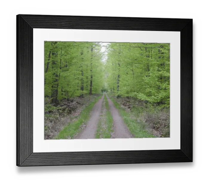 Framed Print : Forest trail, forest path, spring forest