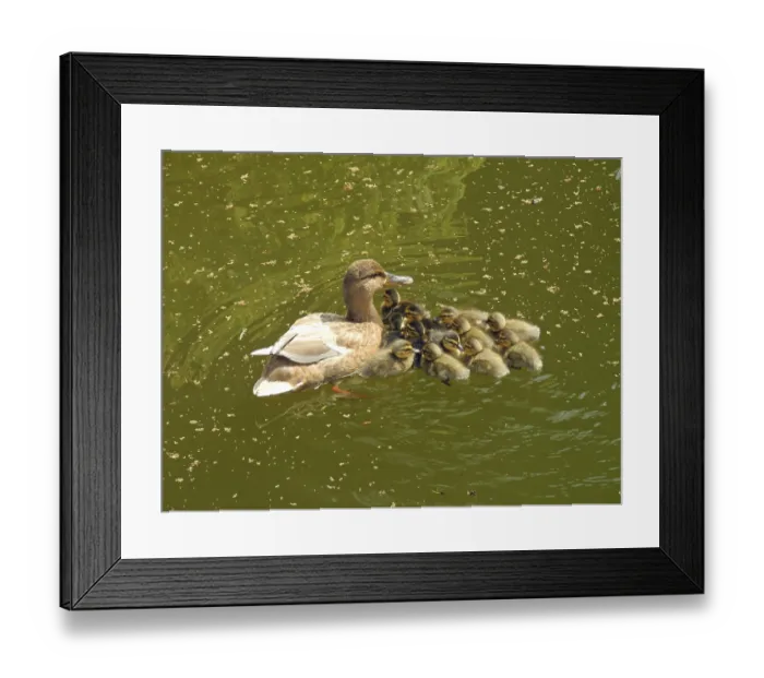 Framed Print : Duck, ducks, duck family, ducklings