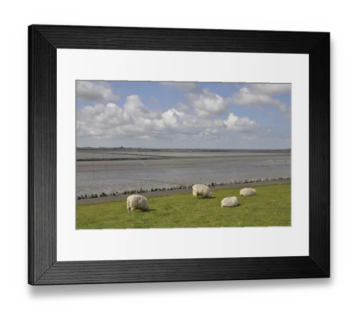 Framed Print : Sheep, dike, North Sea, Husum, North Frisia