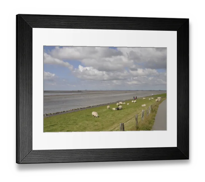 Framed Print : Sheep, dike, North Sea, Husum, North Frisia