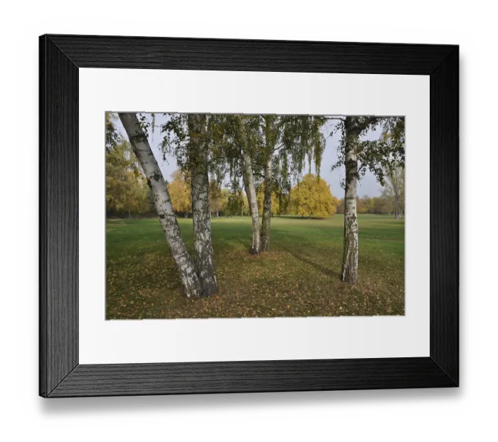 Framed Print : Birch, birch, autumn forest, forest Framed Print : Birch, birch, autumn forest, forest