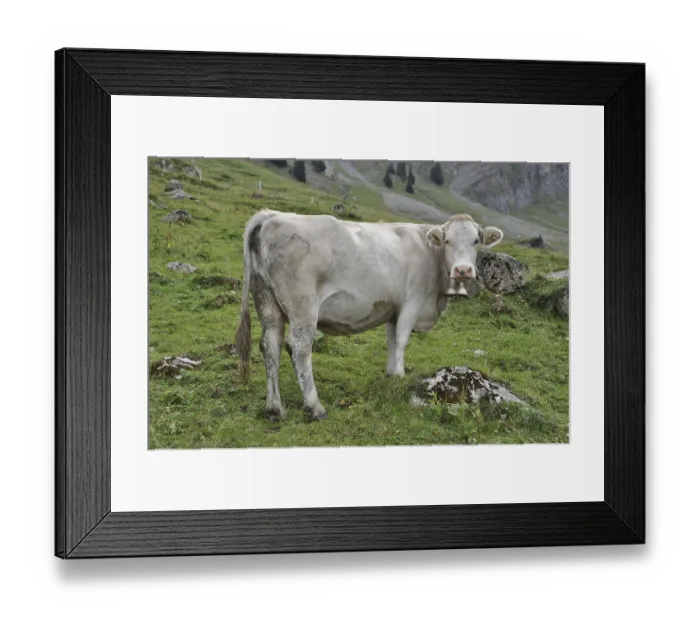 Framed Print : Cow, animal, farm animal, pasture Framed Print : Cow, animal, farm animal, pasture