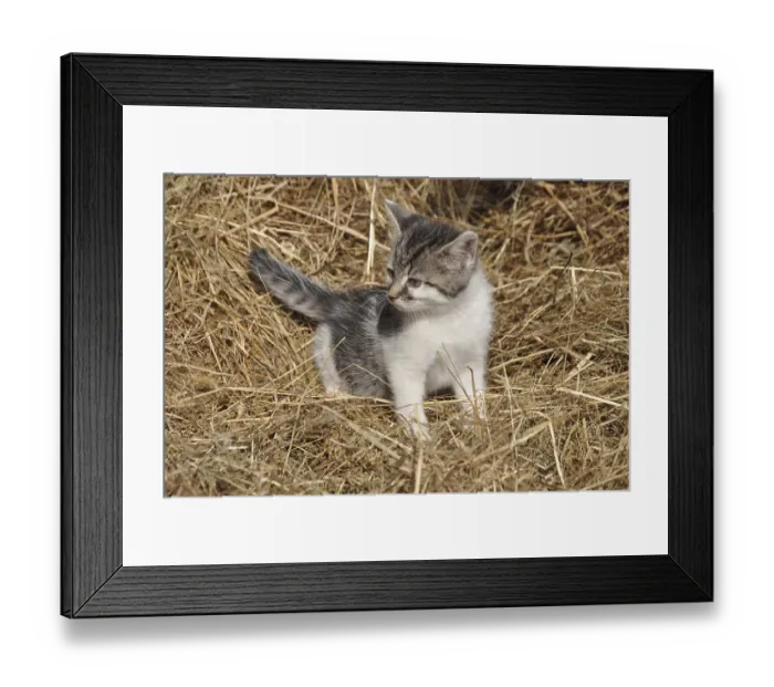 Framed Print : Young cat, kitten, kitten, animal Framed Print : Young cat, kitten, kitten, animal