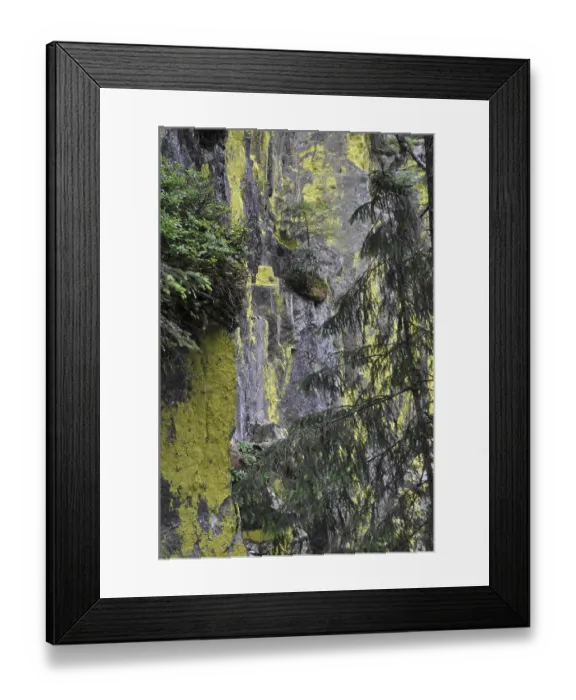 Framed Print : Yellow luminous lichen, sulfur-yellow luminous lichen Framed Print : Yellow luminous lichen, sulfur-yellow luminous lichen