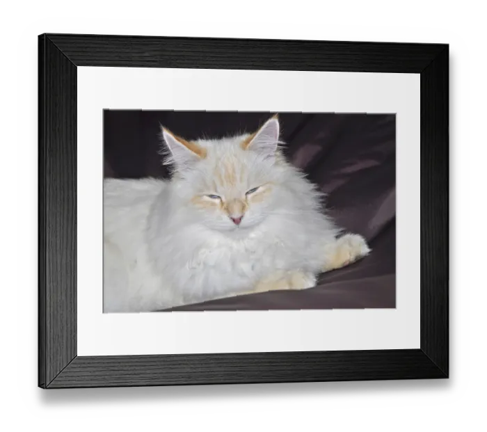 Framed Print : Siberian forest cat, cat, pet, animal