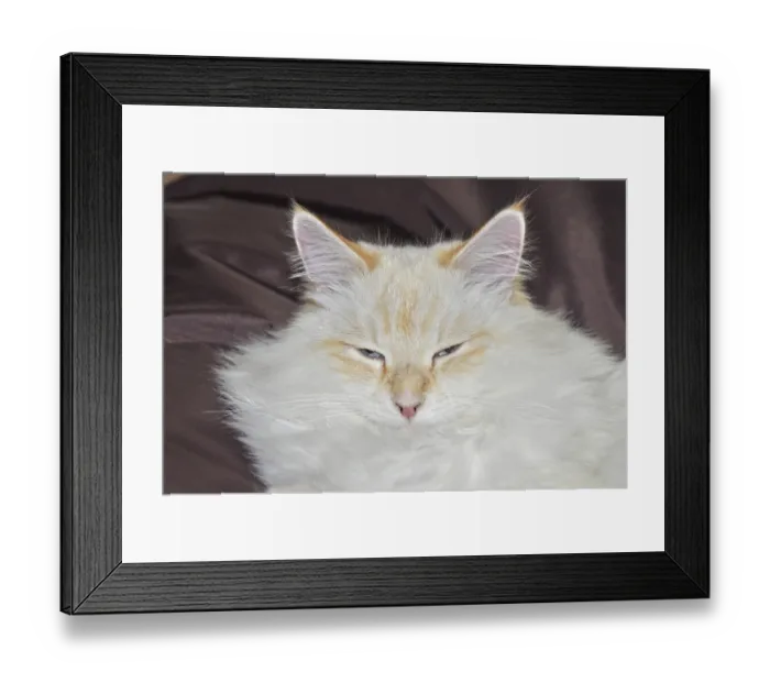 Framed Print : Siberian forest cat, cat, pet, animal Framed Print : Siberian forest cat, cat, pet, animal