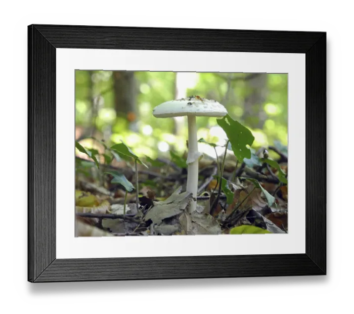Framed Print : Bulbous leaf mushroom, Amanita phalloides