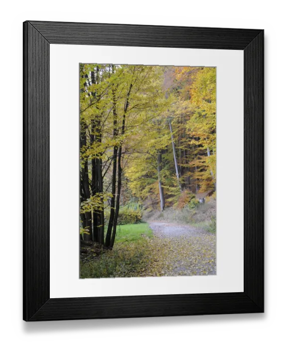 Framed Print : Path, forest path, autumn forest