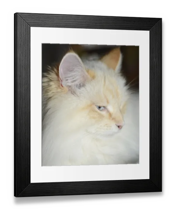 Framed Print : Siberian forest cat, cat, pet, animal