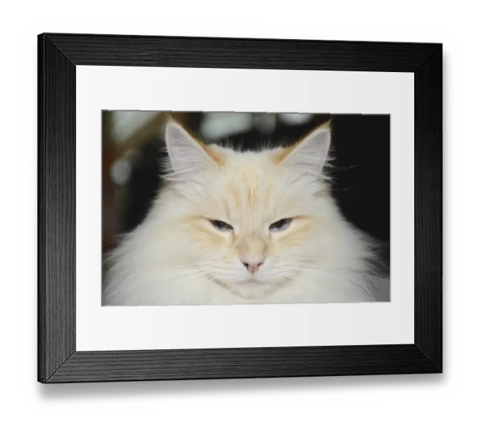 Framed Print : Siberian forest cat, cat, pet, animal Framed Print : Siberian forest cat, cat, pet, animal