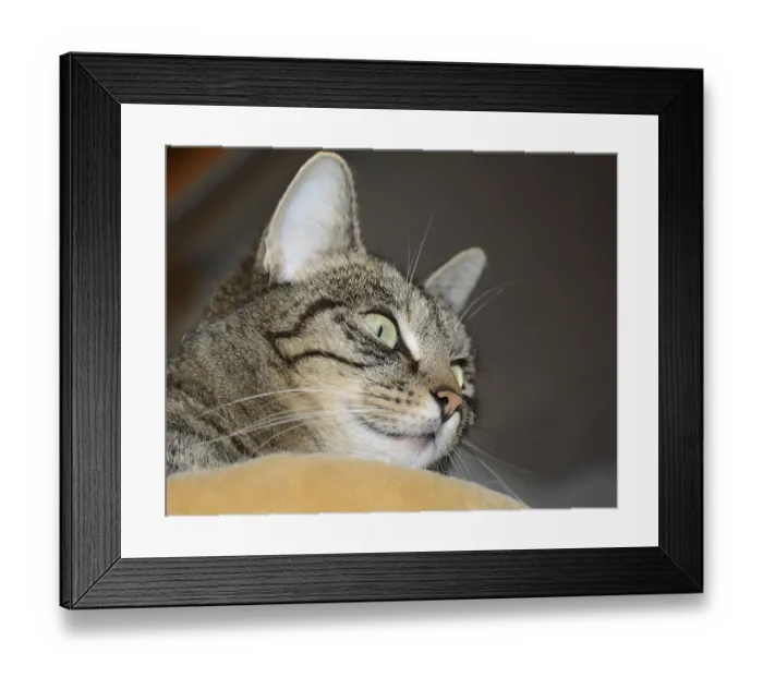 Framed Print : Cat, domestic cat, pet, striped Framed Print : Cat, domestic cat, pet, striped